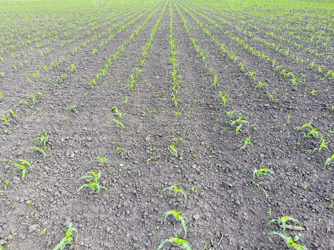 Field of young corn. Shoots of corn on the field. Fodder corn for silage. photo