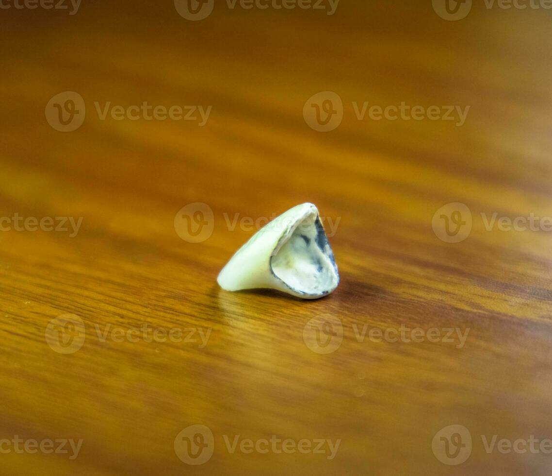 Tooth, metal ceramic crown on the table. Denture made of metal ceramics photo