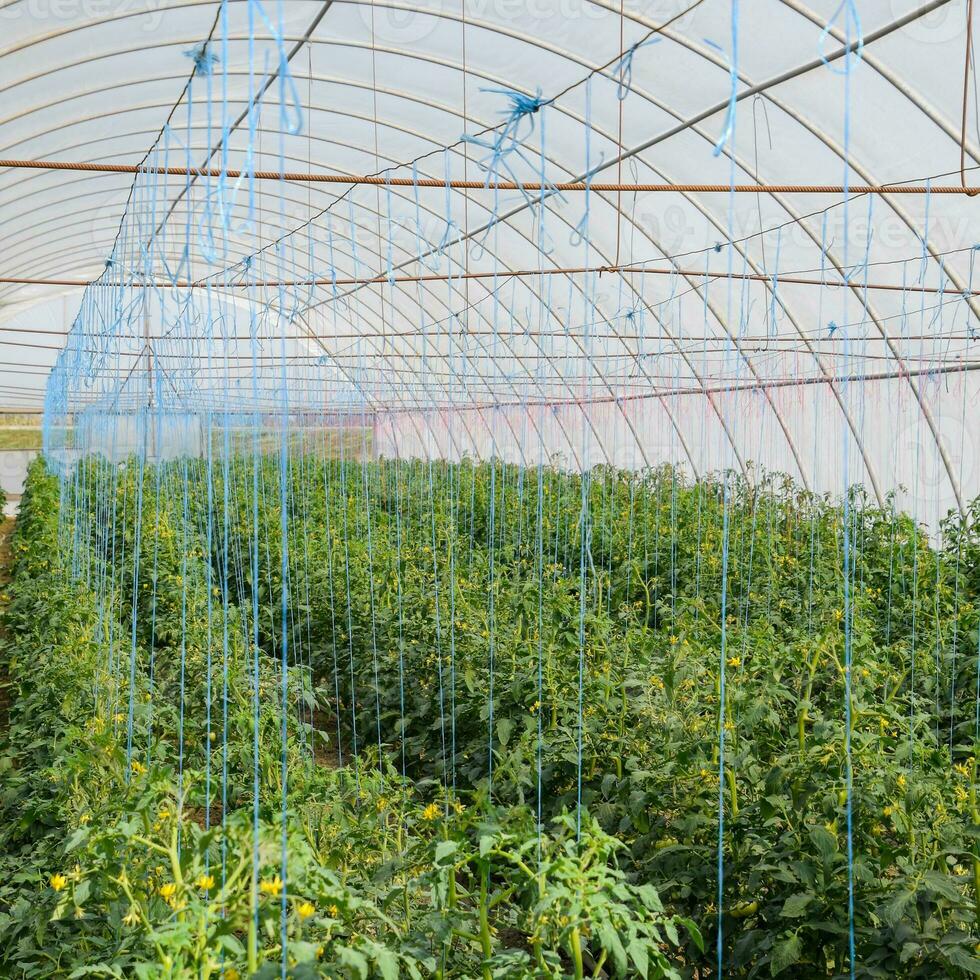 Tomatoes in the greenhouse. Tied tomatoes in the ranks of the gr photo
