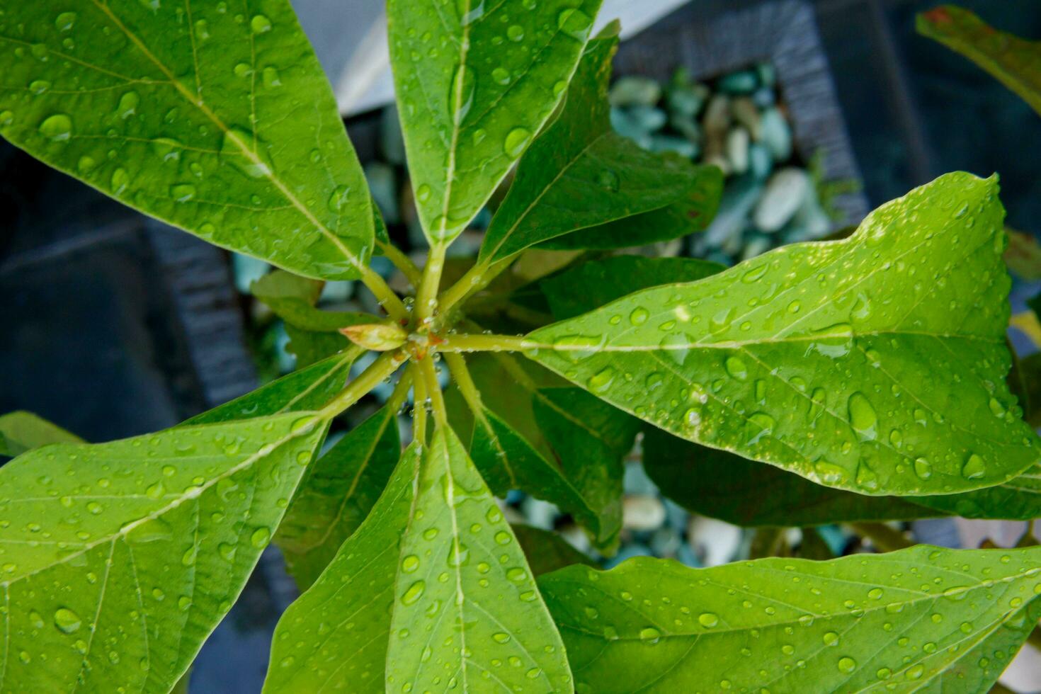 verde aguacate hojas con agua gotas foto