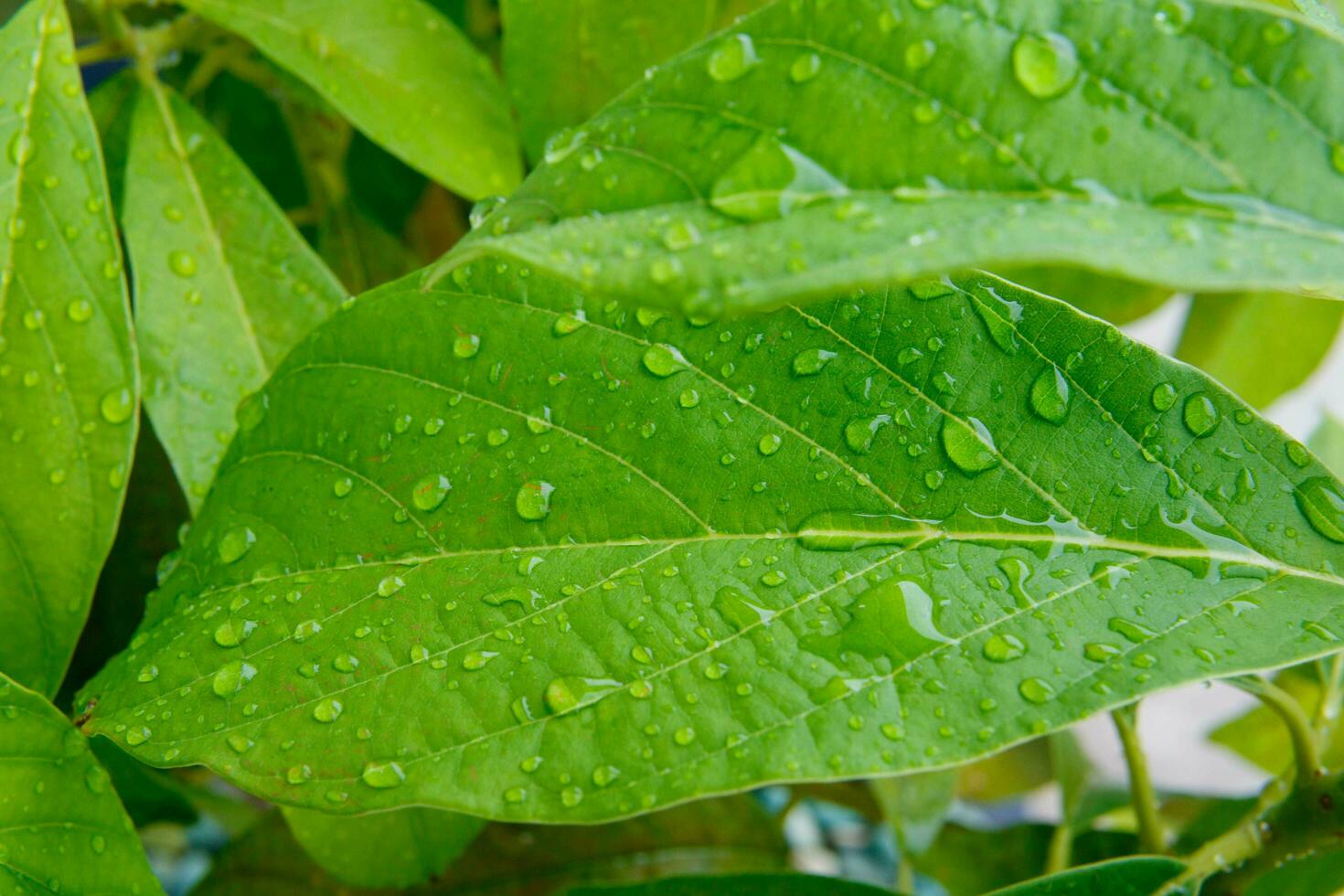 Green avocado leaves with water drops photo