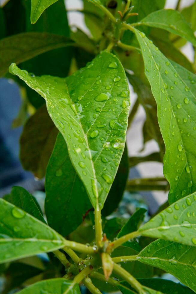 Green avocado leaves with water drops photo