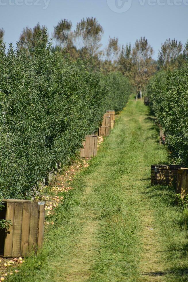 Apple orchard. Rows of trees and the fruit of the ground under t photo