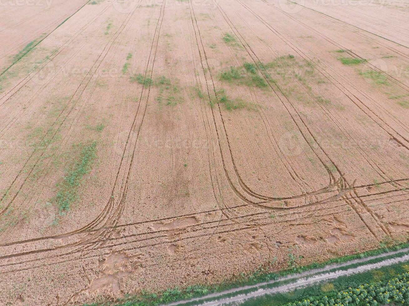 field of wheat, a top view photo