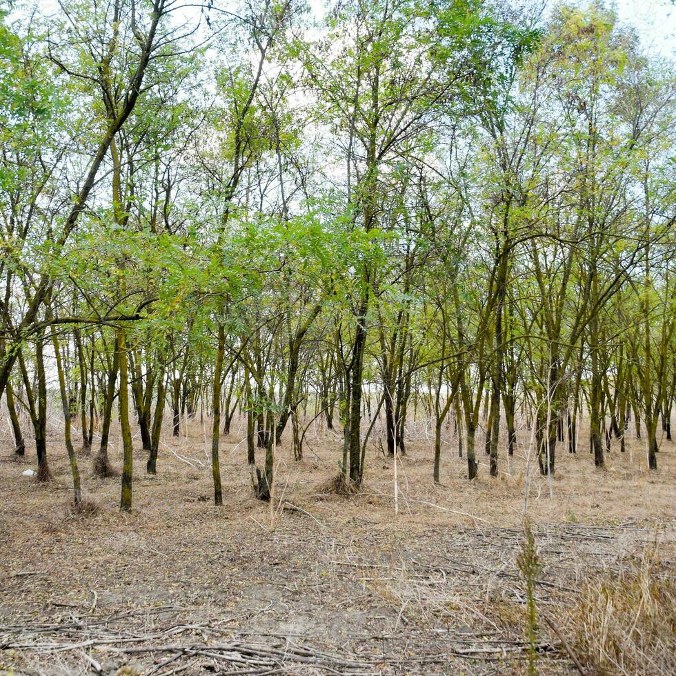 forest with dry grass. The forest belt. photo