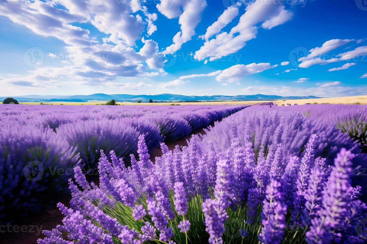 AI generated Lush lavender field in the countryside photo