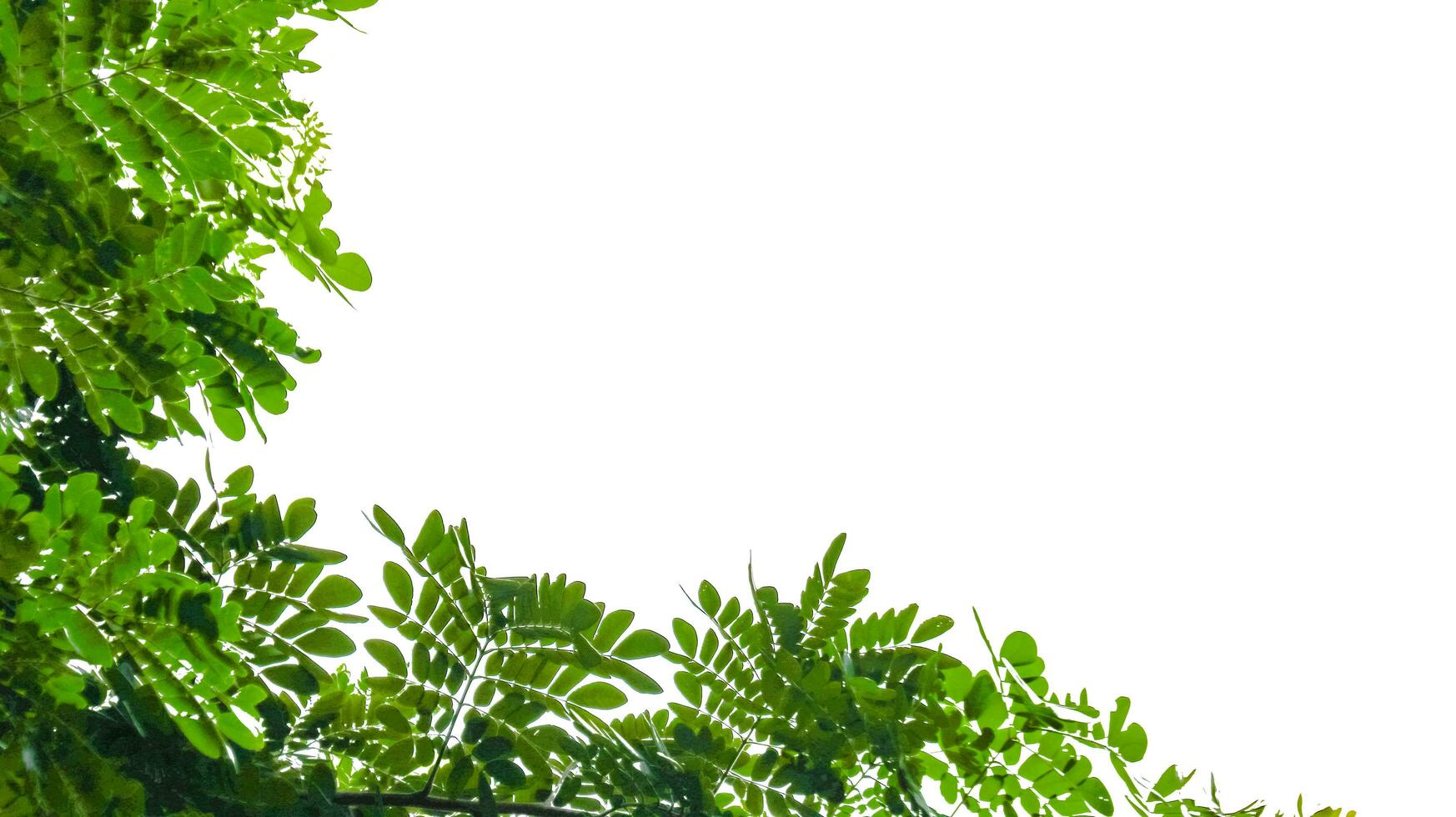 Isolated green tree top leaves with clipping paths photo