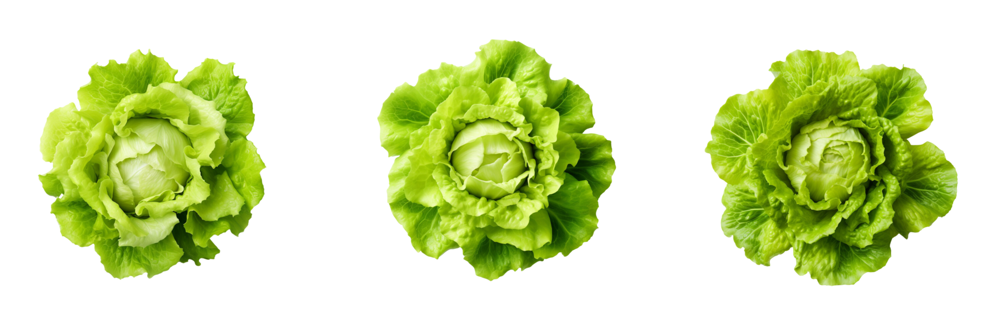 AI generated three different types of lettuce on a transparent background png