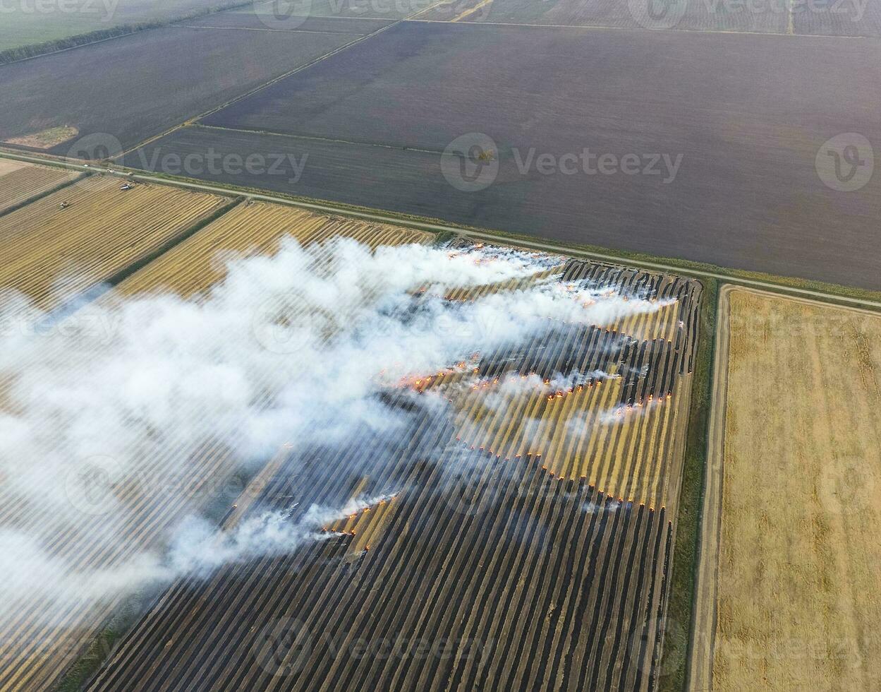 Burning straw in the fields after harvesting wheat crop photo