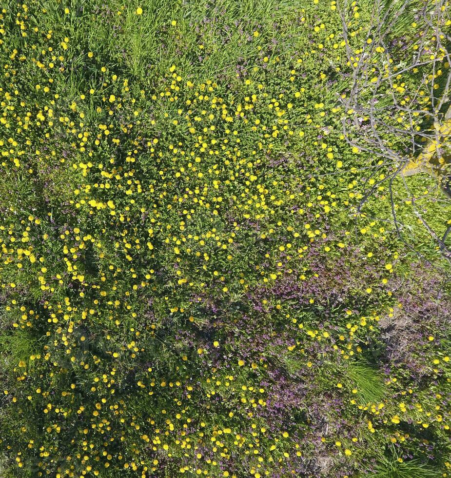 Top view of a flower clearing in the garden. Dandelions are yellow flowers and other flowers photo