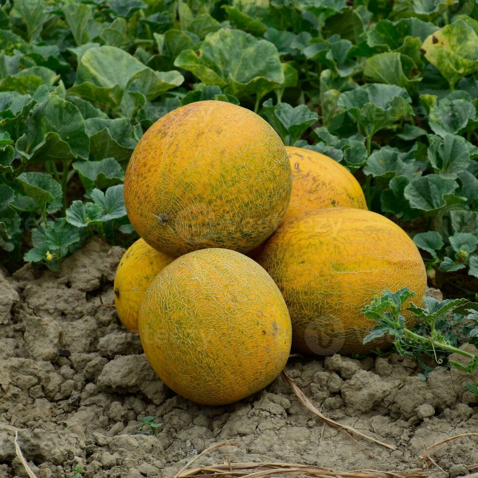 Melons, plucked from the garden, lay together on the ground photo