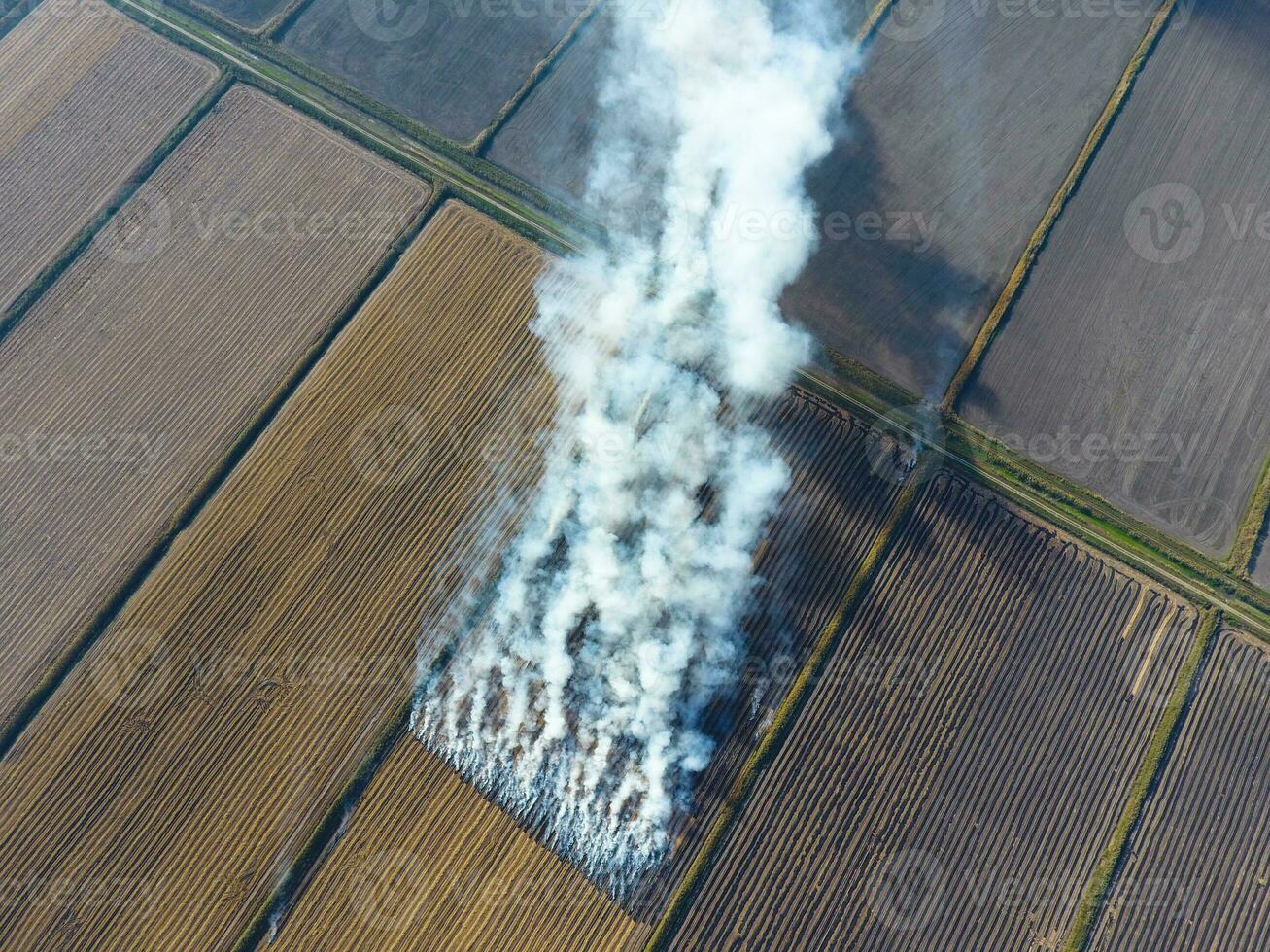 The burning of rice straw in the fields. Smoke from the burning of rice straw in checks. Fire on the field photo