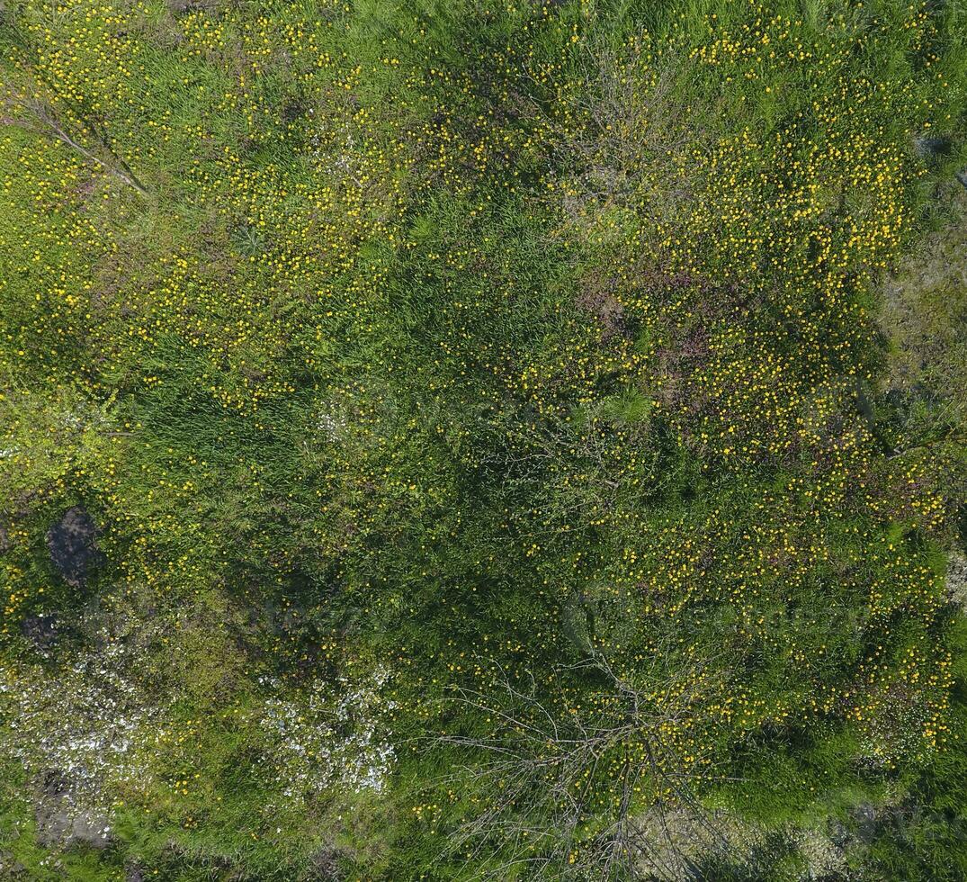 Top view of a flower clearing in the garden. Dandelions are yellow flowers and other flowers photo