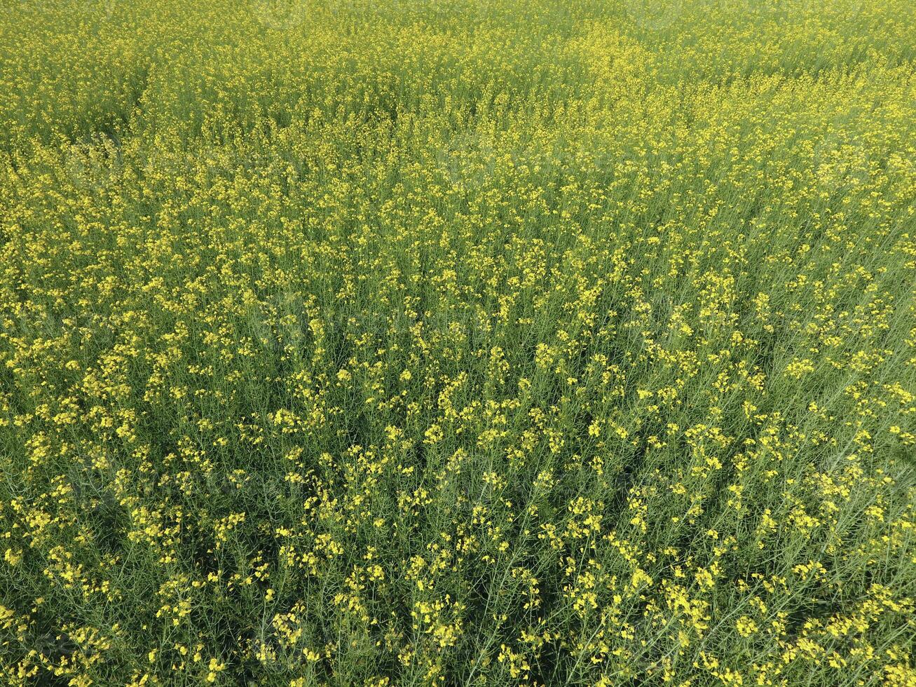 Field of flowering rape. Top view from the drone. Rape, a syderatic plant with yellow flowers. Field with siderates photo