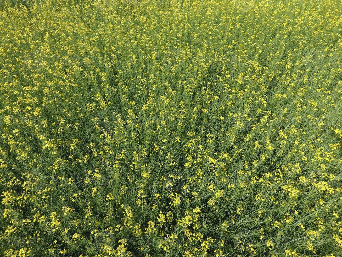 Field of flowering rape. Top view from the drone. Rape, a syderatic plant with yellow flowers. Field with siderates photo