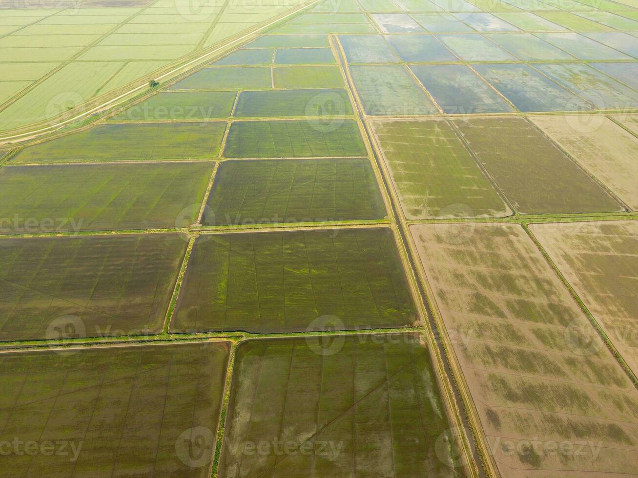 The rice fields are flooded with water. Flooded rice paddies. Agronomic methods of growing rice in the fields. photo