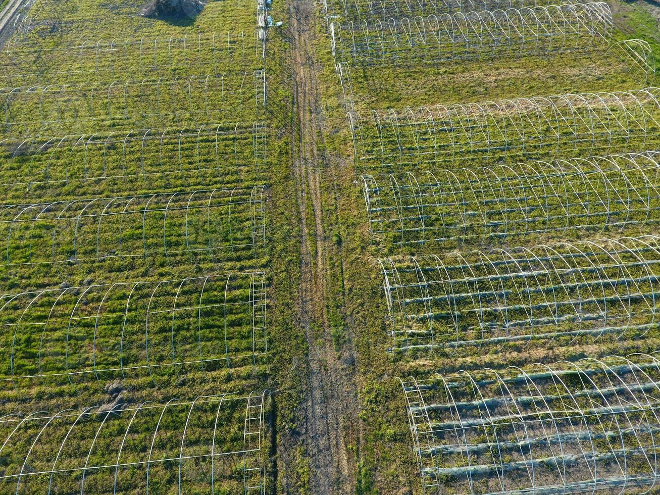 Frameworks of greenhouses, top view. Construction of greenhouses in the field. Agriculture, agrotechnics of closed ground photo