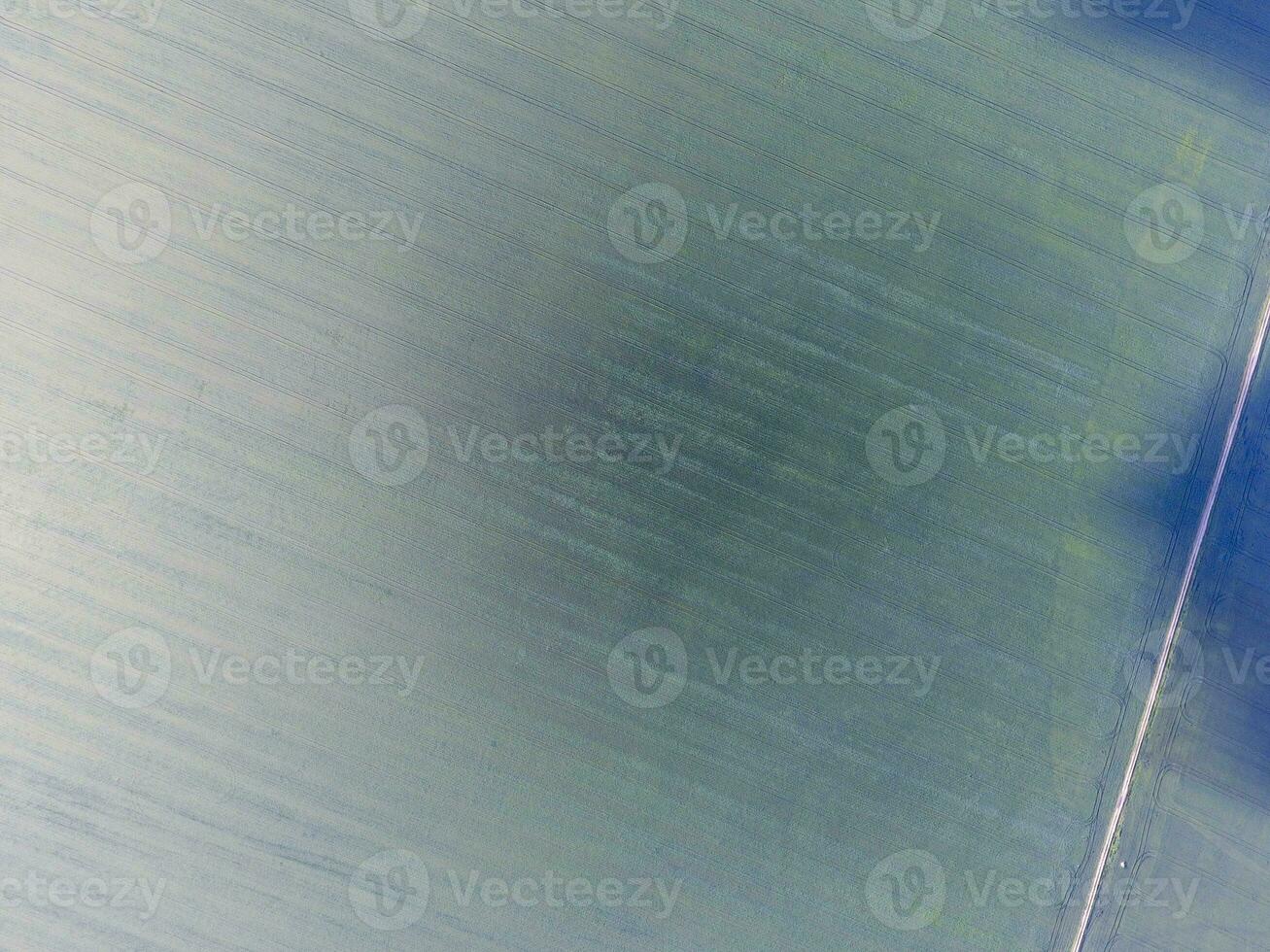 Texture of wheat field. Background of young green wheat on the field. Photo from the quadrocopter. Aerial photo of the wheat field