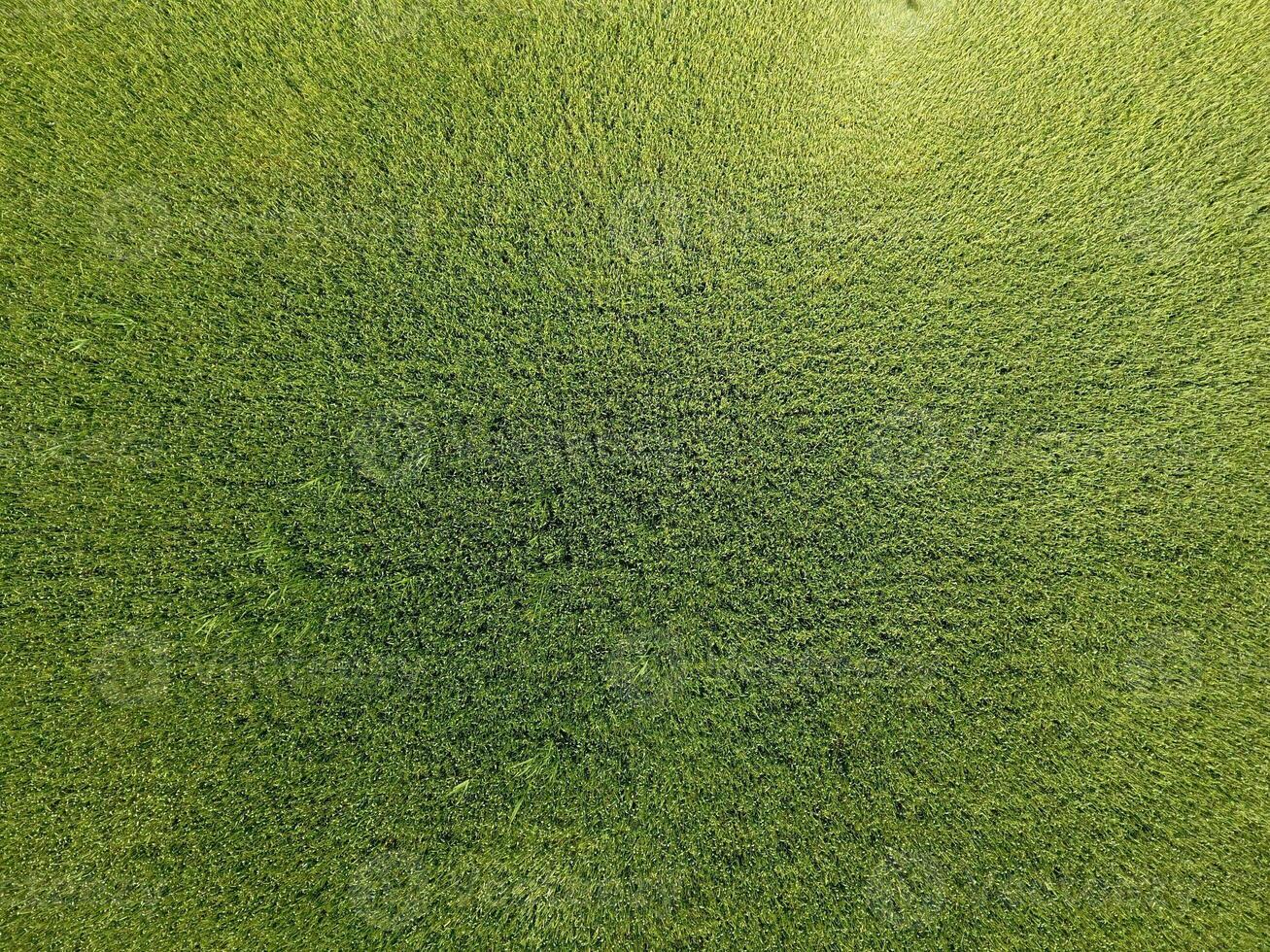 Green wheat in the field, top view with a drone. Texture of wheat green background. photo