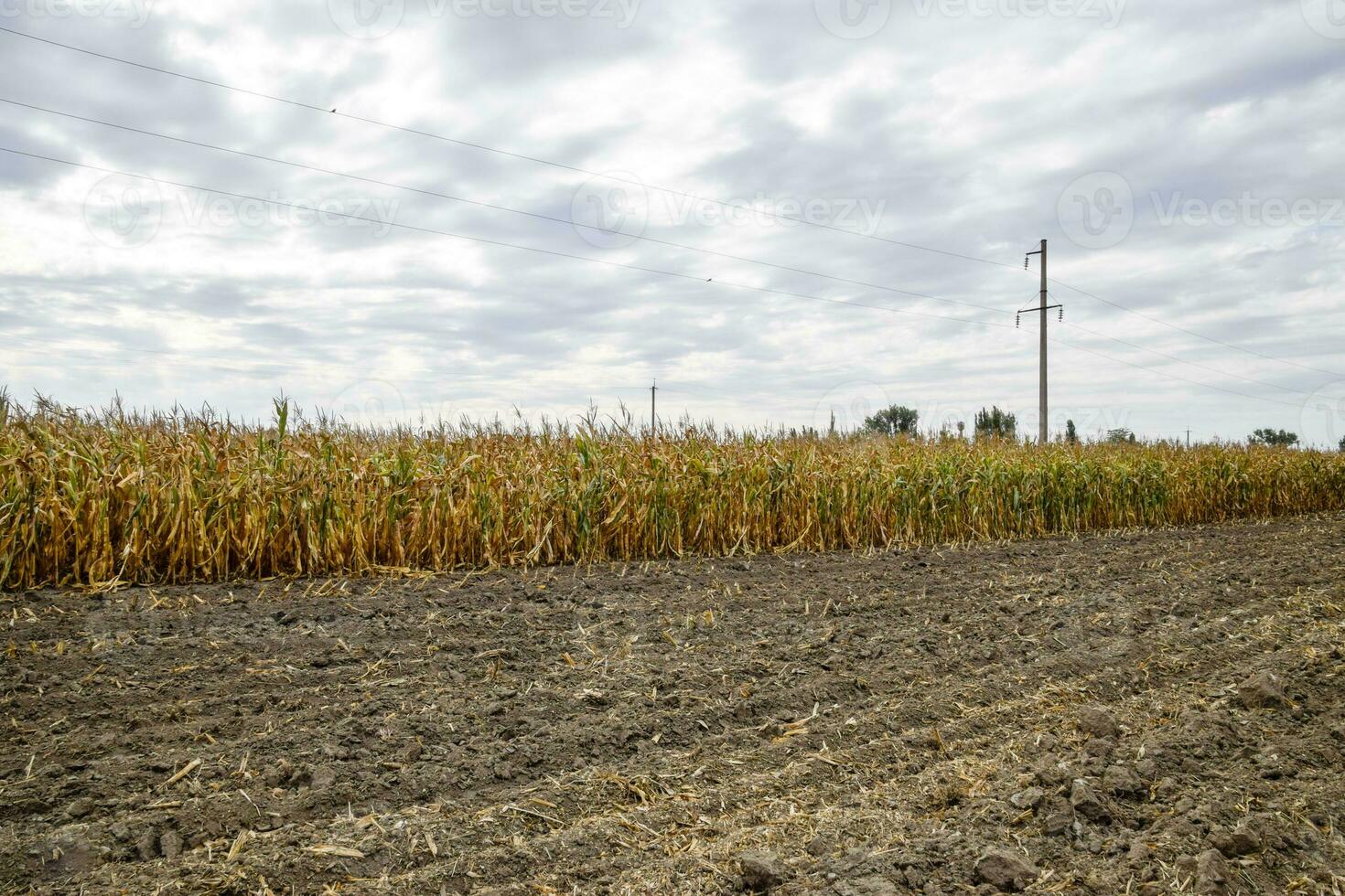 Ripened corn on the field. Almost dry stems of corn. photo