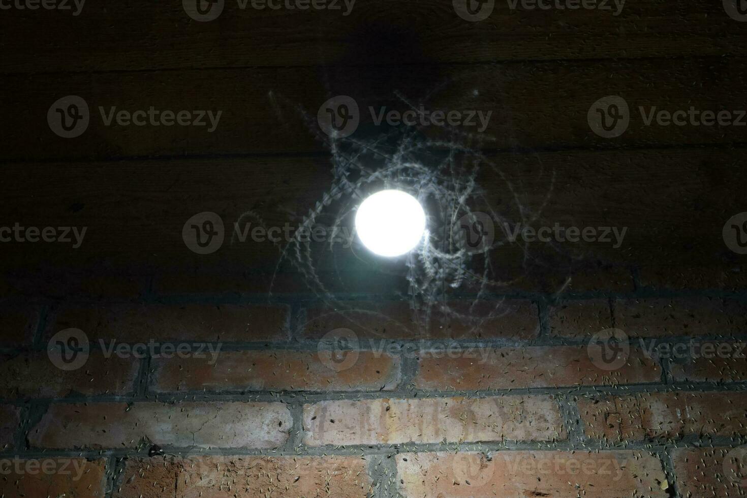 Night insects at a bulb photo