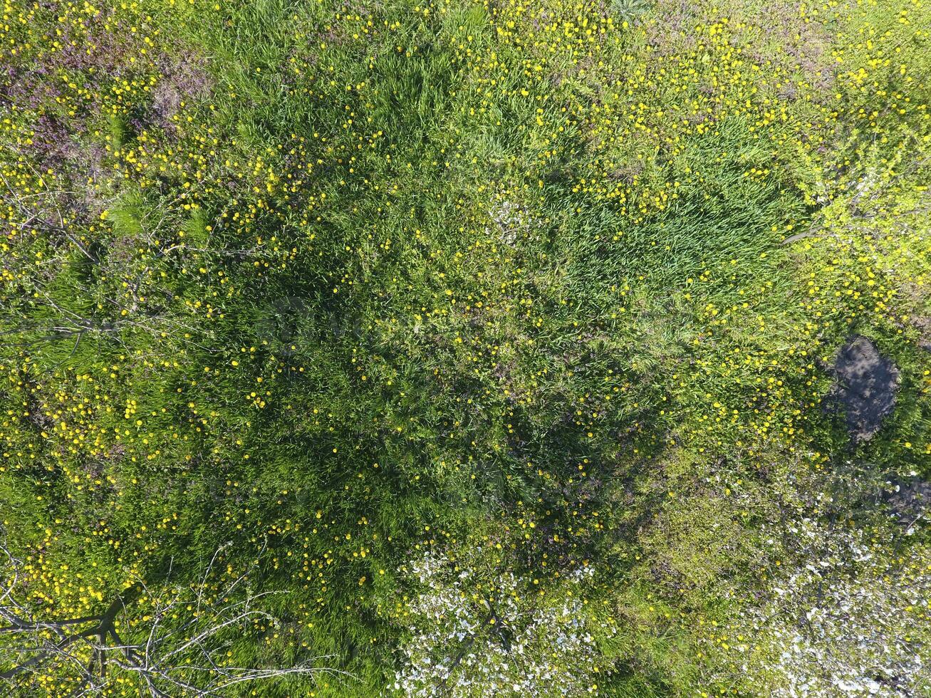 Top view of a flower clearing in the garden. Dandelions are yellow flowers and other flowers photo