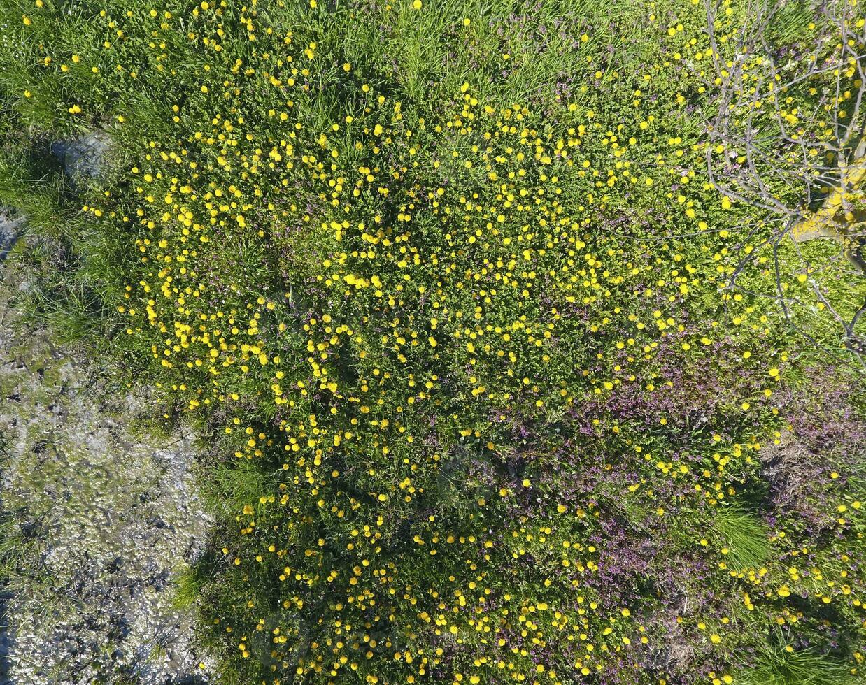 Top view of a flower clearing in the garden. Dandelions are yellow flowers and other flowers photo