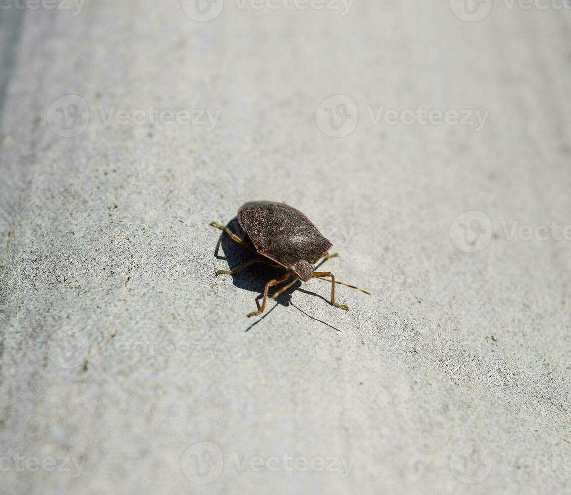 hedor error en un gris pizarra. marrón bicho. foto