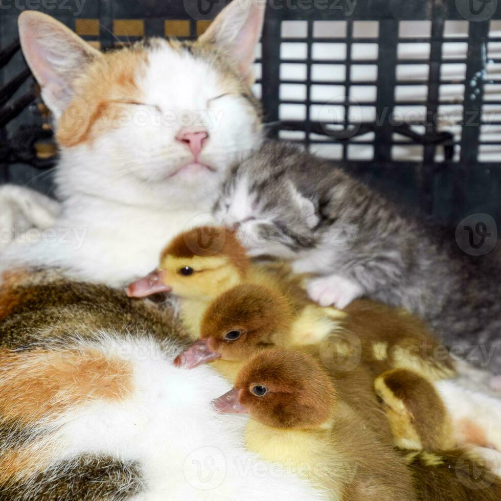 Cat foster mother for the ducklings photo