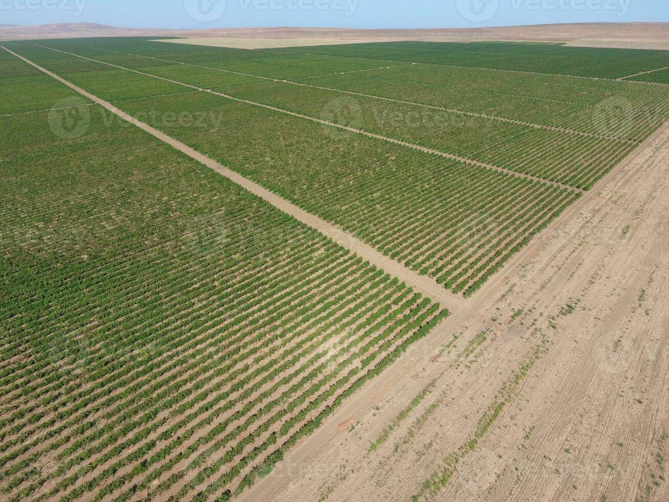 Grape orchards bird's-eye view. Vine rows. Top view of the garden photo