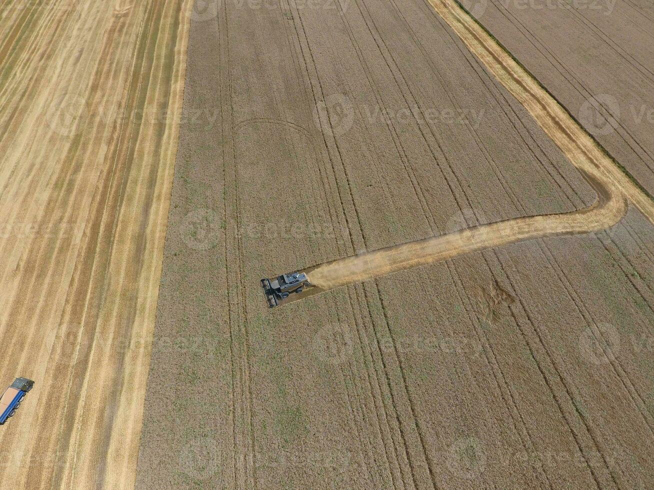 Harvesting wheat harvester photo