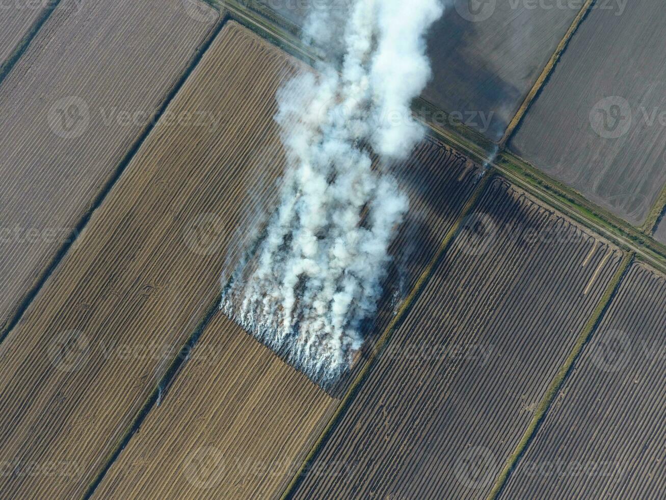 Burning straw in the fields after harvesting wheat crop photo
