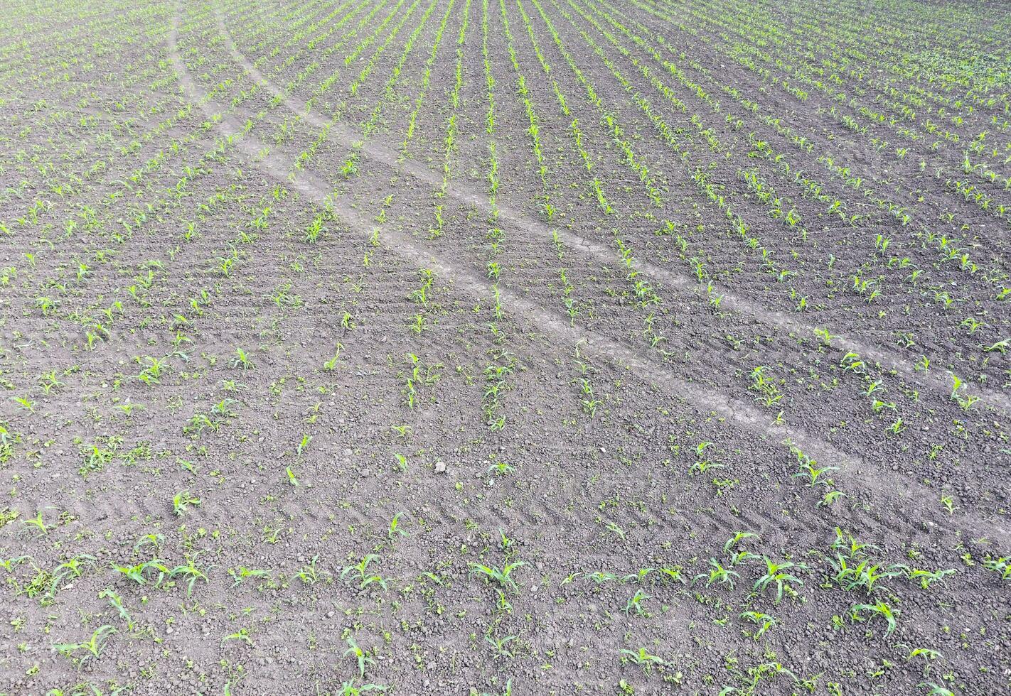 Field of young corn. Shoots of corn on the field. Fodder corn for silage. photo