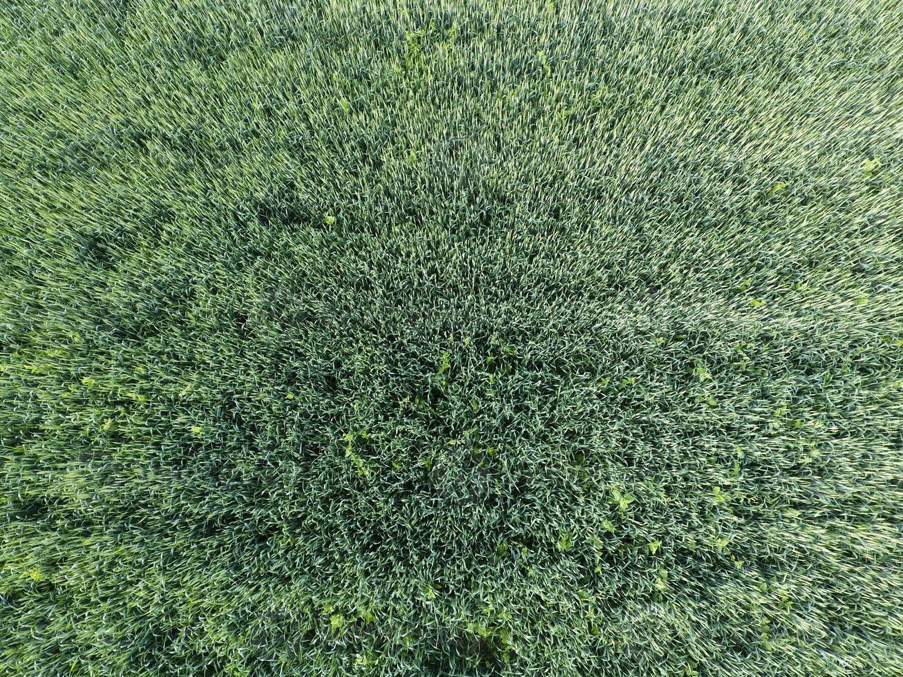 Texture of wheat field. Background of young green wheat on the field. Photo from the quadrocopter. Aerial photo of the wheat field