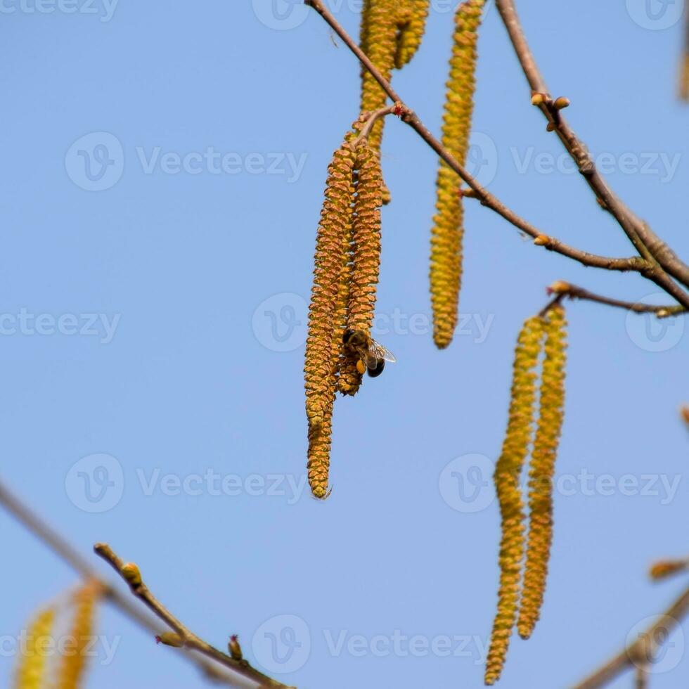 Pollination by bees earrings hazelnut. Flowering hazel hazelnut. photo
