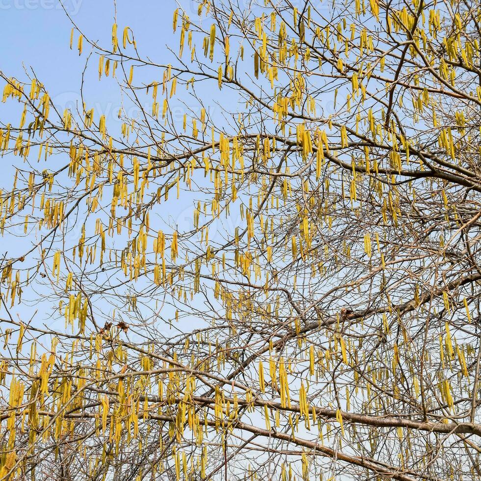 Flowering hazel hazelnut. Hazel catkins on branches. photo