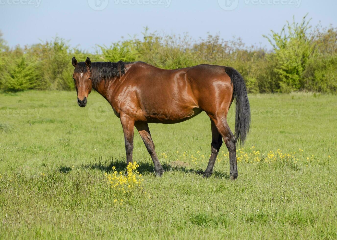 Horses graze in the pasture. Paddock horses on a horse farm. Wal photo