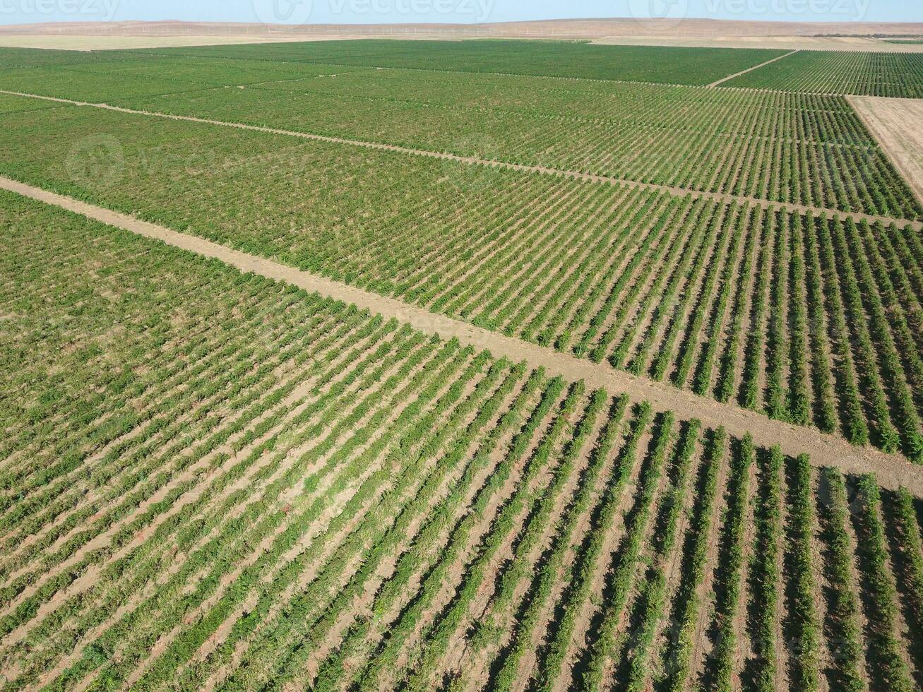 Grape orchards bird's-eye view. Vine rows. Top view of the garden photo