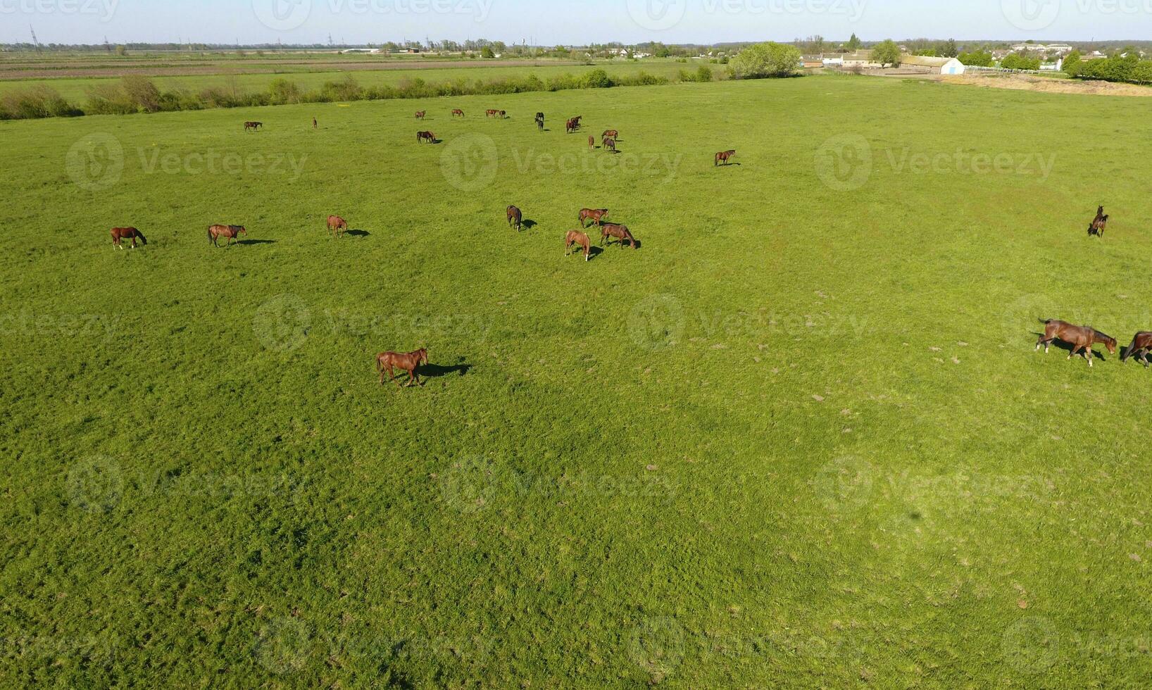 Grazing horses on the field. Shooting horses from quadrocopter. Pasture for horses. photo