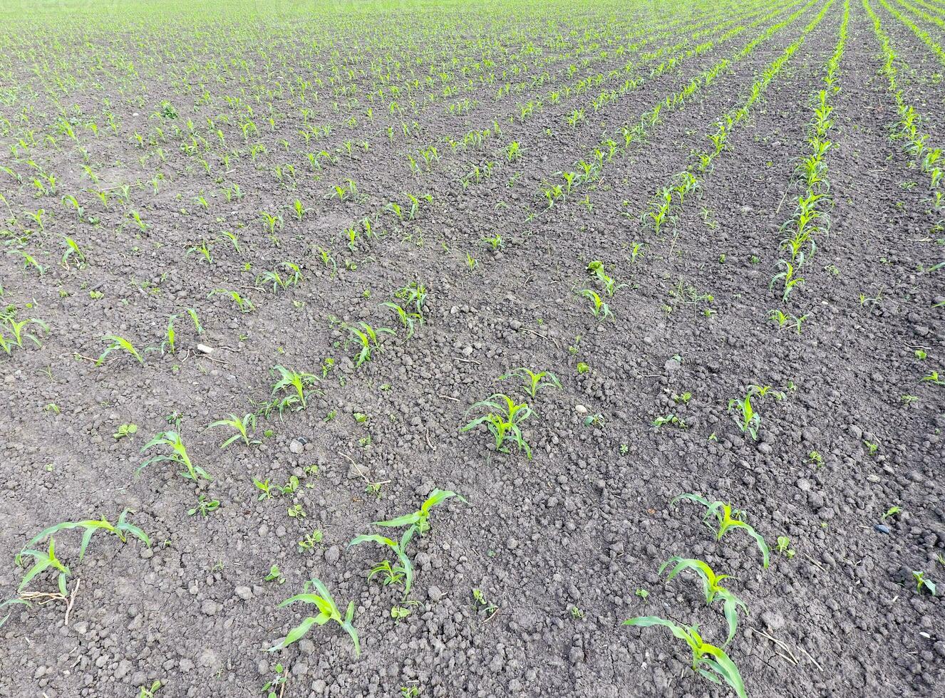 Field of young corn. Shoots of corn on the field. Fodder corn for silage. photo