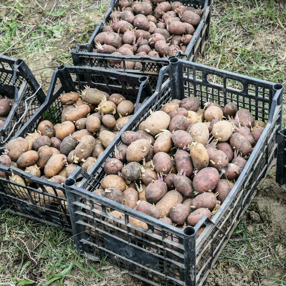 Boxes with potatoes photo