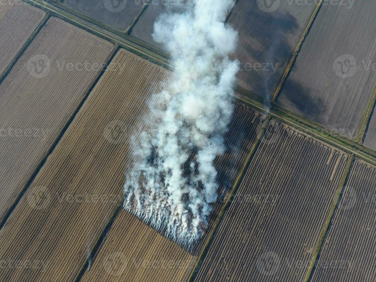 Burning straw in the fields after harvesting wheat crop photo