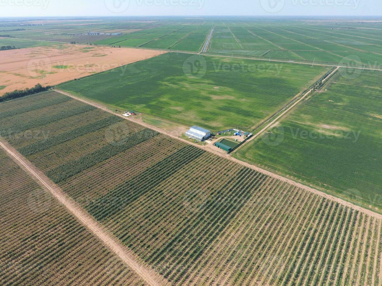 Top view of the garden of dwarf apple trees photo