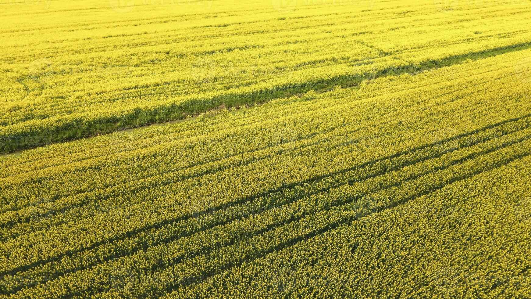 Flowering field of oilseed rape. photo