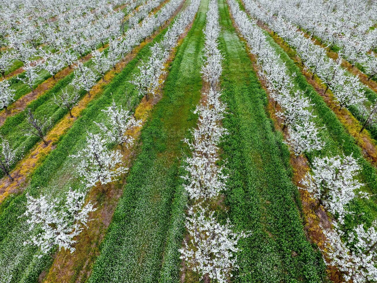 Blossoming young plum garden, top view. Span of the drone over the plum blooming garden. photo