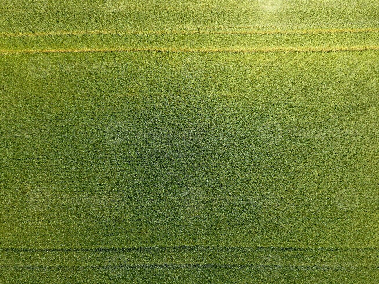 Green wheat in the field, top view with a drone. Texture of wheat green background. photo
