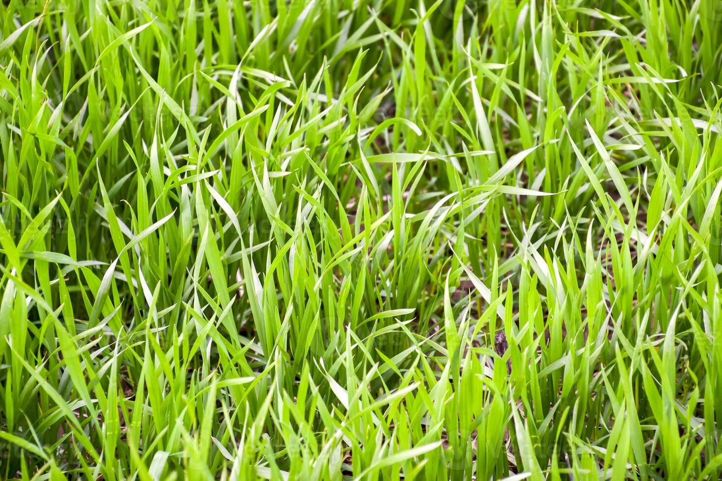 Field of young green barley photo