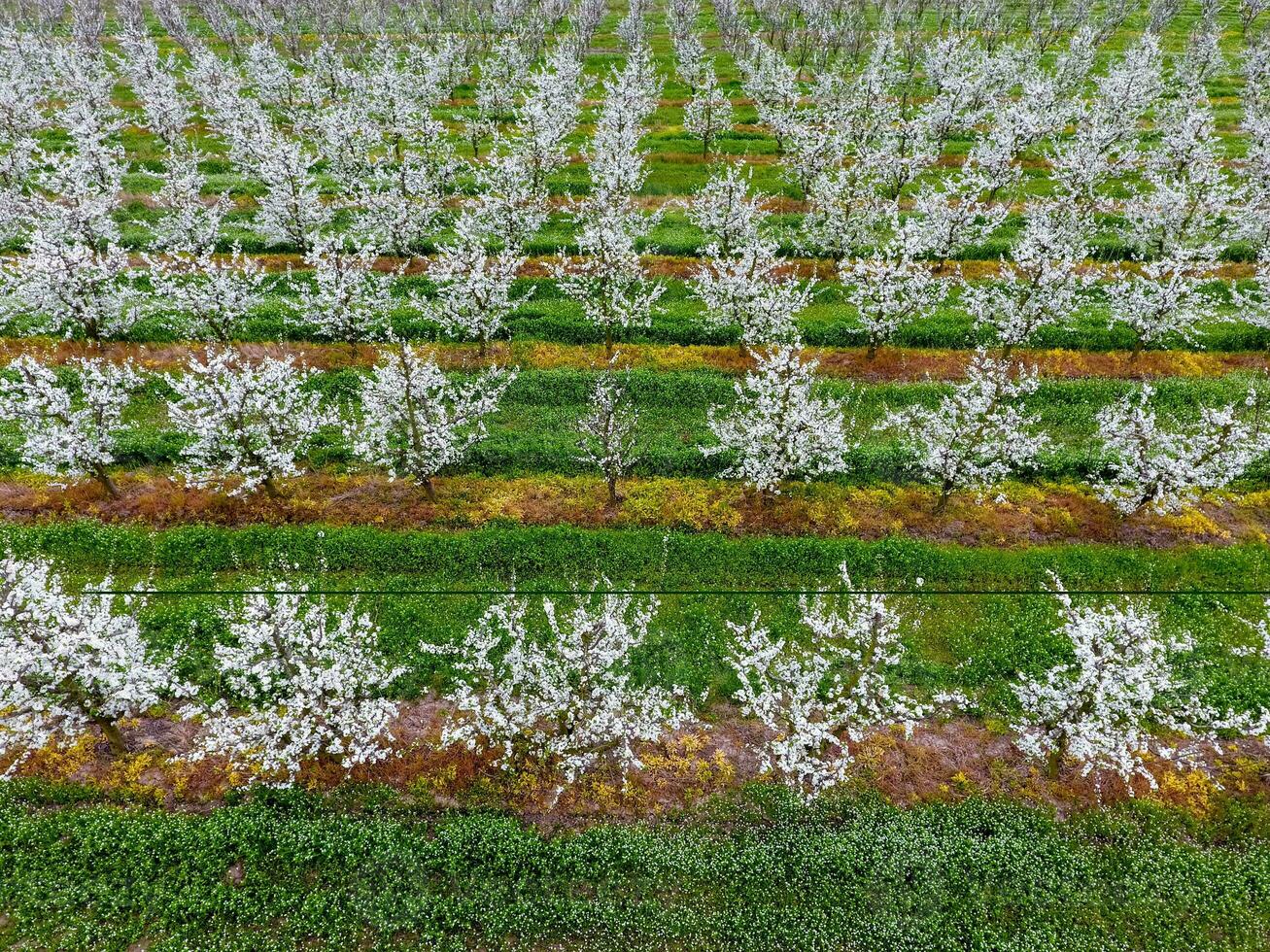 Blossoming young plum garden, top view. Span of the drone over the plum blooming garden. photo