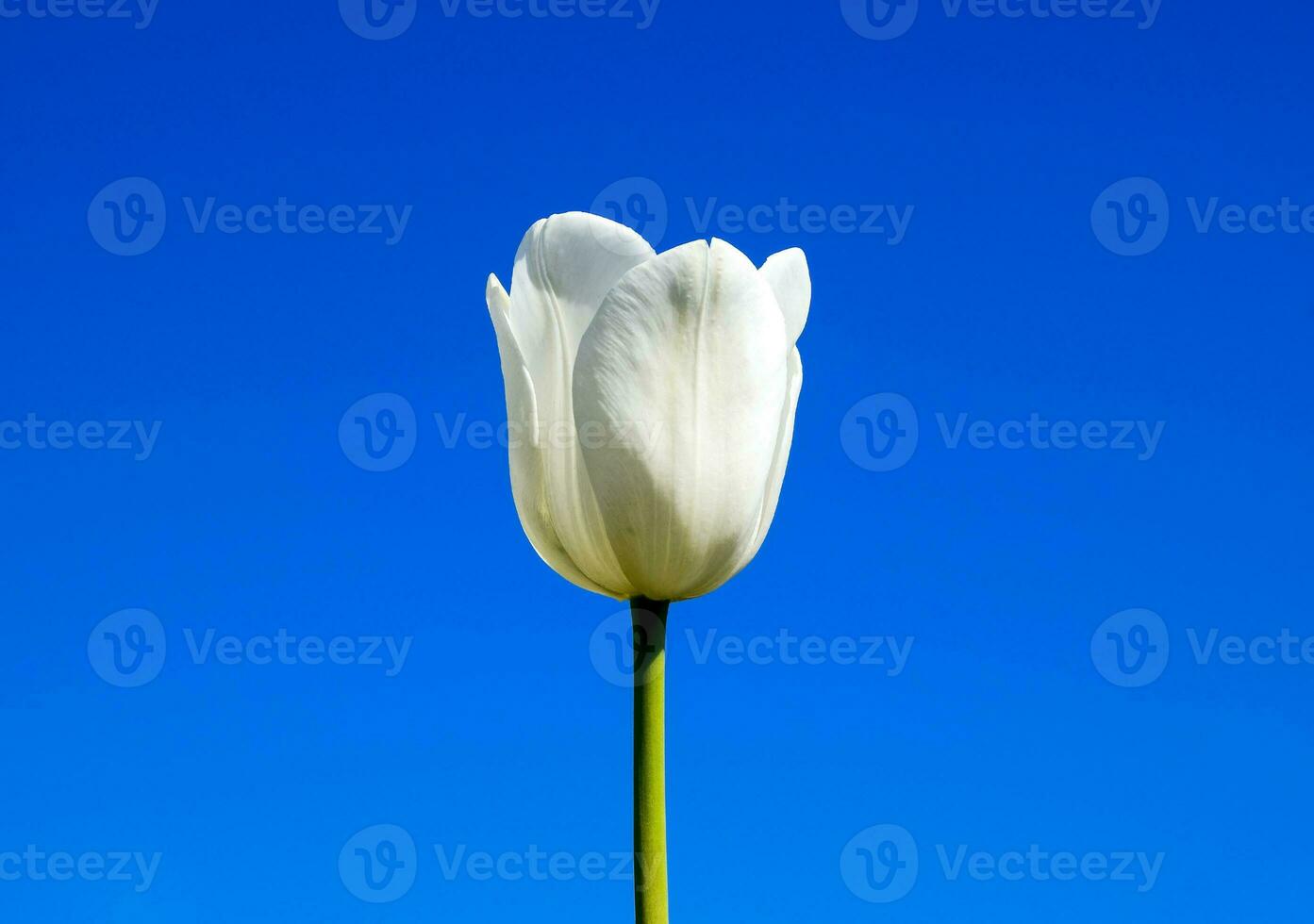 Better tulip flowers against the blue sky. A flower bed with tul photo