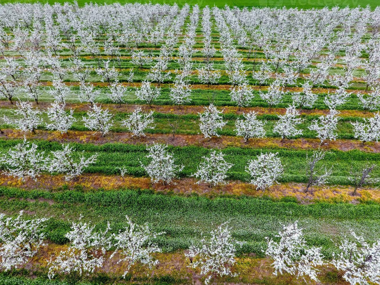 Blossoming young plum garden, top view. Span of the drone over the plum blooming garden. photo